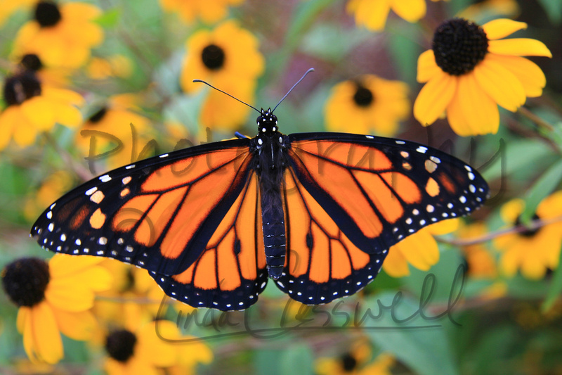 Linda Cresswell | Butterflies Of Ontario