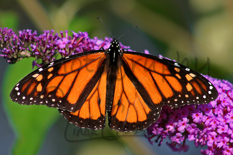 Linda Cresswell | Butterflies Of Ontario