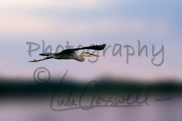 Flying Blue Heron 1