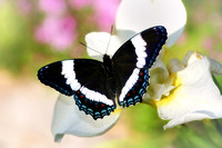 White Admiral Butterfly 1