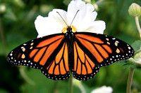 Monarch Butterfly 4