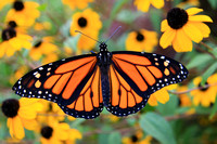 Monarch Butterfly 3