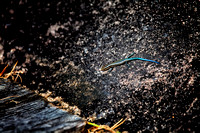 Blue Tailed Skink