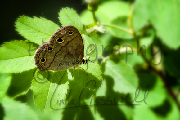 Little Wood Satyr Butterfly 2