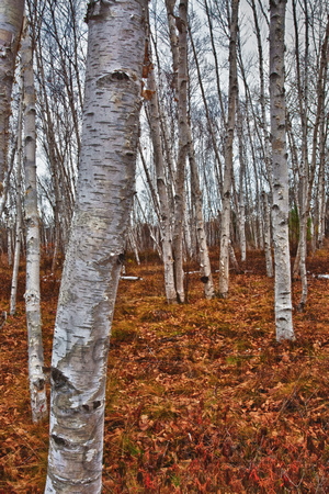 Birch Trees 2