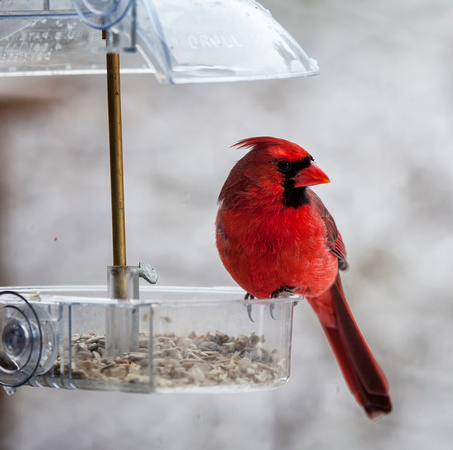 Red Cardinal at Window Feeder 2
